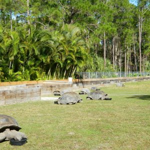 ALDABRA BREEDER