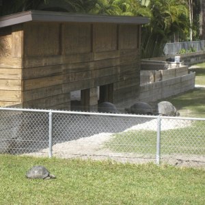 ALDABRA BREEDER