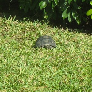 ALDABRA BREEDER