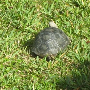 ALDABRA BREEDER