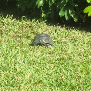 ALDABRA BREEDER