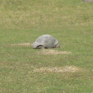 ALDABRA BREEDER