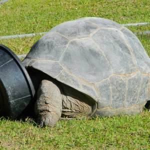 ALDABRA BREEDER