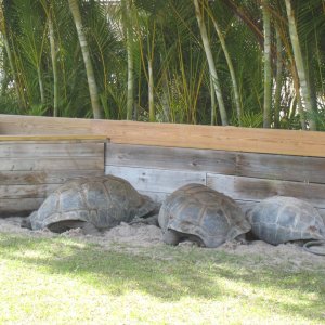 ALDABRA BREEDER