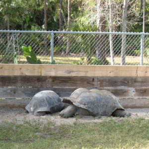 ALDABRA BREEDER