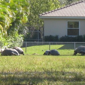 ALDABRA BREEDER