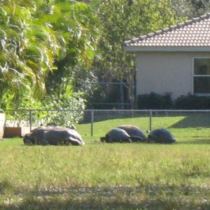 ALDABRA BREEDER