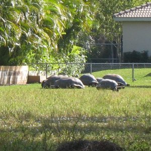 ALDABRA BREEDER
