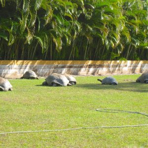 ALDABRA BREEDER