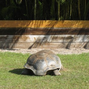 ALDABRA BREEDER