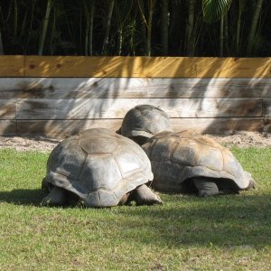ALDABRA BREEDER