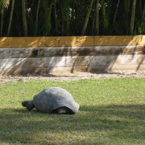 ALDABRA BREEDER