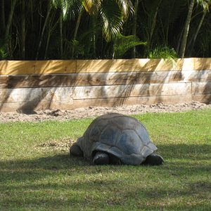ALDABRA BREEDER