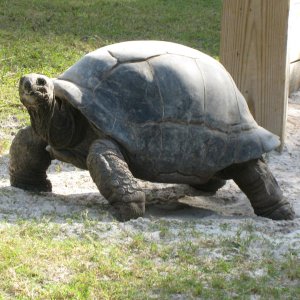 ALDABRA BREEDER