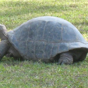 ALDABRA BREEDER
