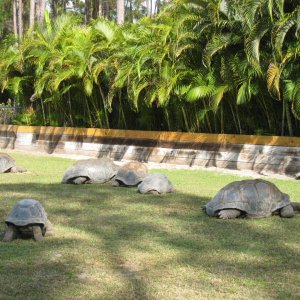 ALDABRA BREEDER
