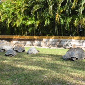 ALDABRA BREEDER
