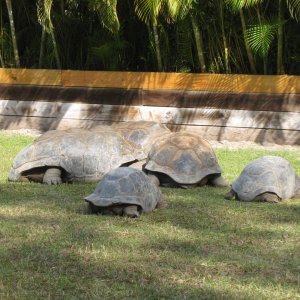 ALDABRA BREEDER