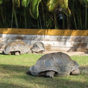 ALDABRA BREEDER