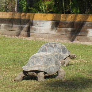 ALDABRA BREEDER