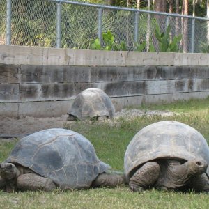 ALDABRA BREEDER