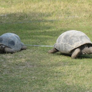ALDABRA BREEDER