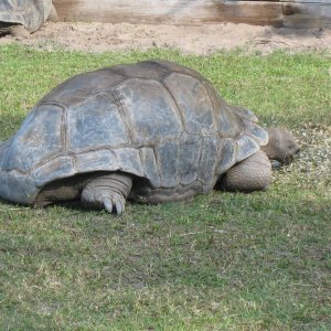ALDABRA BREEDER