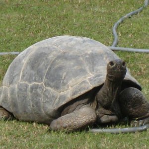 ALDABRA BREEDER