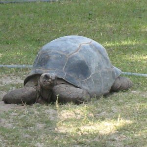 ALDABRA BREEDER