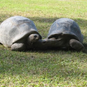 ALDABRA BREEDER