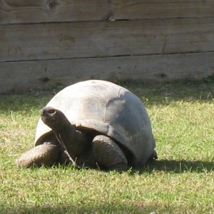 ALDABRA BREEDER