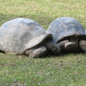 ALDABRA BREEDER
