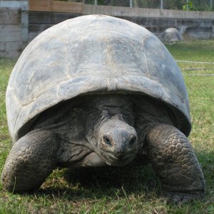 ALDABRA BREEDER