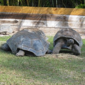 ALDABRA BREEDER