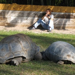 ALDABRA BREEDER