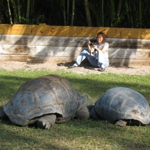 ALDABRA BREEDER