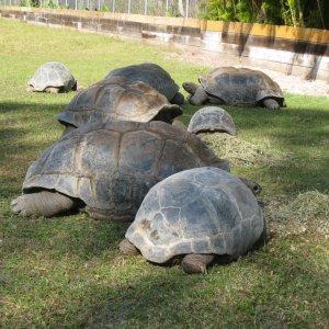 ALDABRA BREEDER