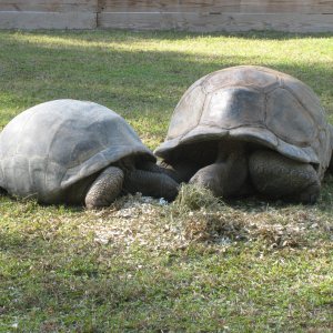 ALDABRA BREEDER