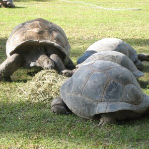 ALDABRA BREEDER