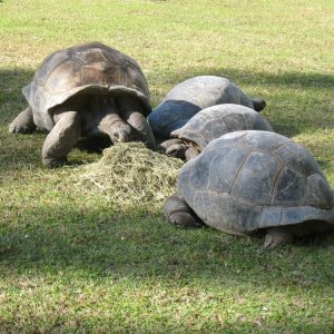 ALDABRA BREEDER