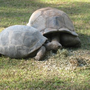 ALDABRA BREEDER