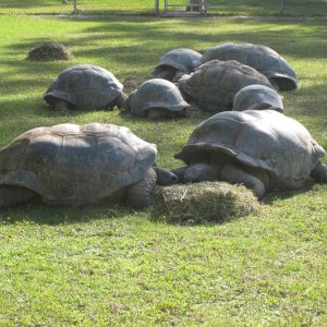 ALDABRA BREEDER