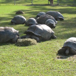 ALDABRA BREEDER