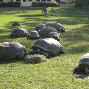 ALDABRA BREEDER