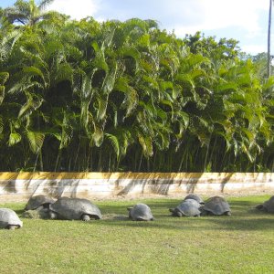 ALDABRA BREEDER