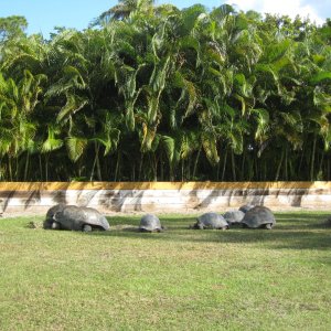 ALDABRA BREEDER