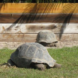 ALDABRA BREEDER