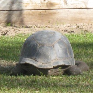ALDABRA BREEDER
