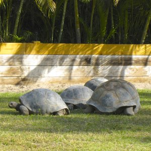 ALDABRA BREEDER