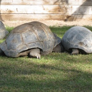 ALDABRA BREEDER